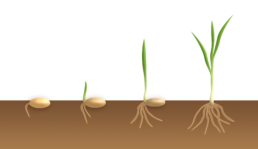 Graphic showing how a grass seed germinates.