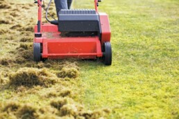 Lawn dethatcher in use.